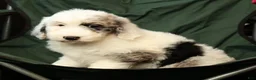Sheepadoodle dogs for sale: Sophia - Ad 6