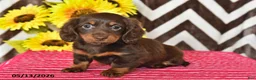 Miniature Dachshund dogs for sale: Millie - Ad 4
