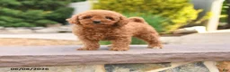 Miniature Poodle dogs for sale: Everest - Ad 1