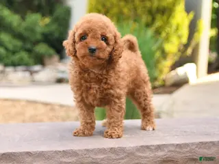 Miniature Poodle dogs for sale: Everest - Ad 3