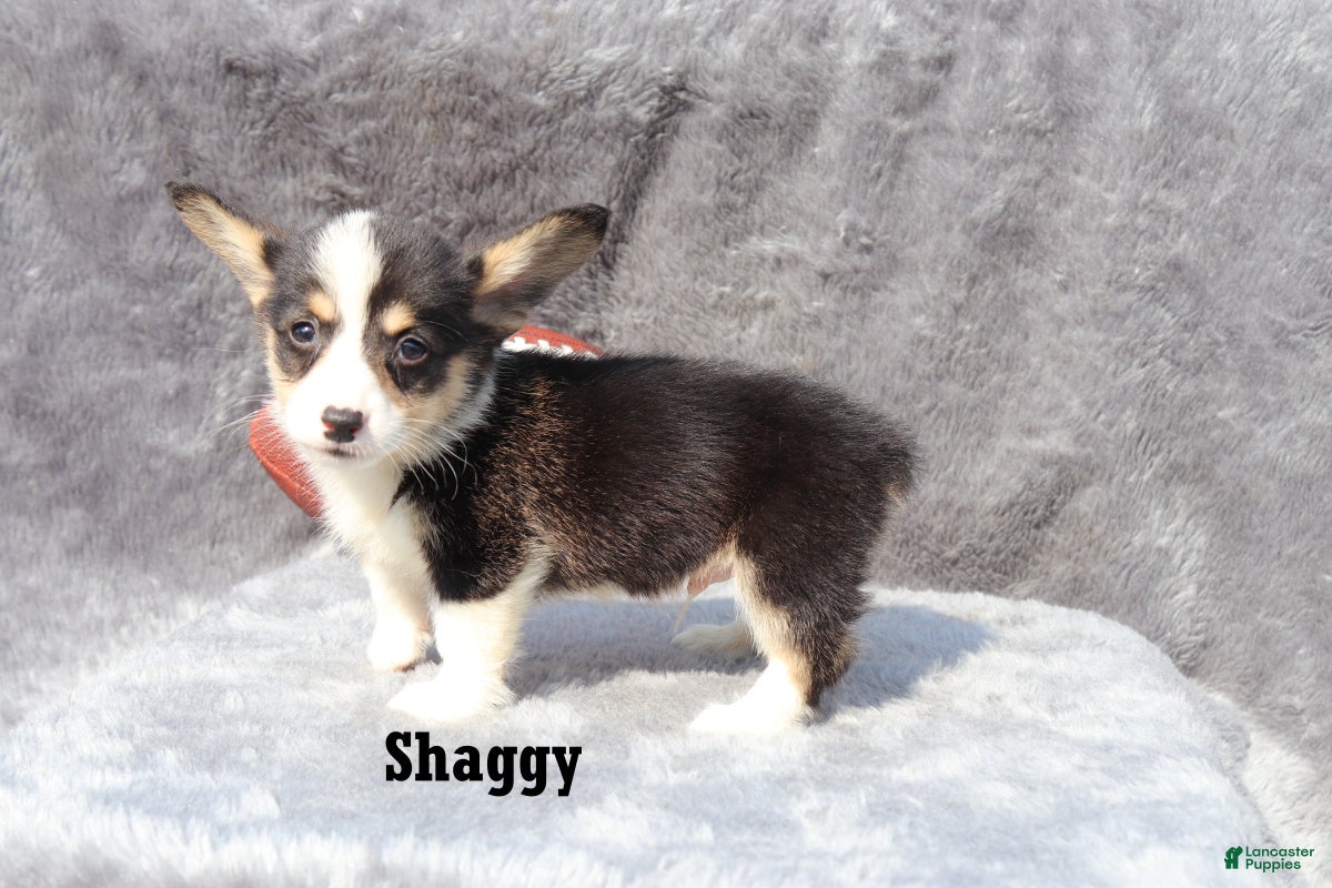 Welsh Corgi Pembroke dogs Shaggy - Ad 2