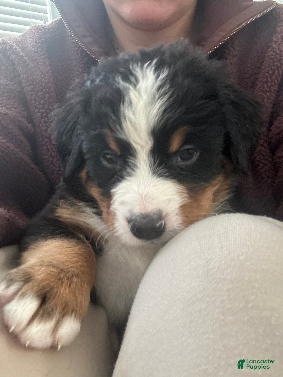 Bernese Mountain Dog dogs for sale: Bernese Mountain Dog Puppy 2 - Ad 1