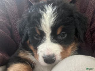 Bernese Mountain Dog dogs Bernese Mountain Dog Puppy 2 - Ad 1