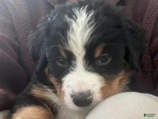 Bernese Mountain Dog dogs for sale: Bernese Mountain Dog Puppy 2 - Ad 2