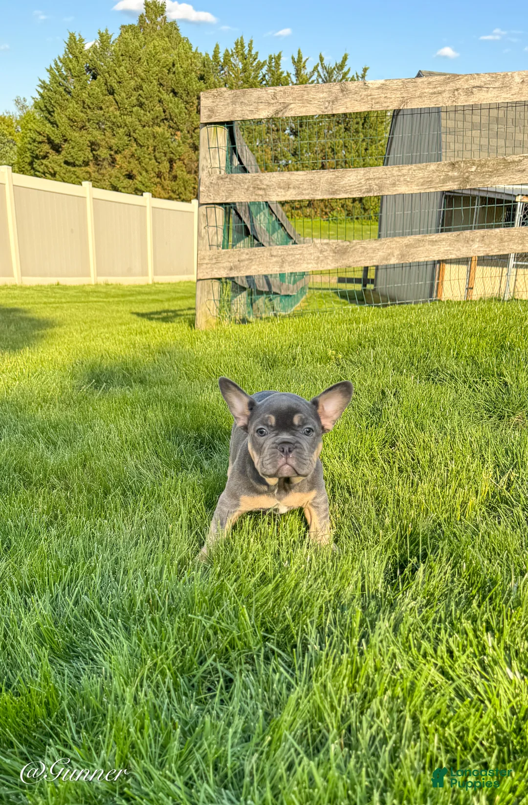 French Bulldog dogs for sale: Gunner  - Ad 2
