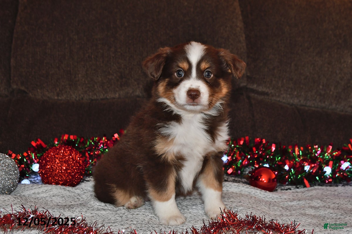 Miniature Australian Shepherd dogs Dottie - Ad 26