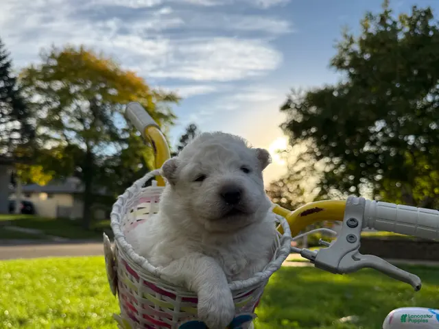 Samoyed dogs for sale: Red - Ad 1