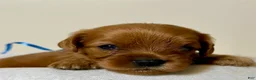 Cavapoo dogs for sale: Scott Cavapoo  - Ad 6
