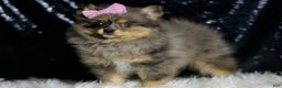 Pomeranian dogs for sale: Fluffy - Ad 1