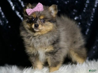 Pomeranian dogs Fluffy - Ad 24