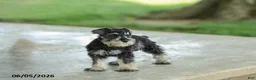 Miniature Schnauzer dogs for sale: Frazer - Ad 3