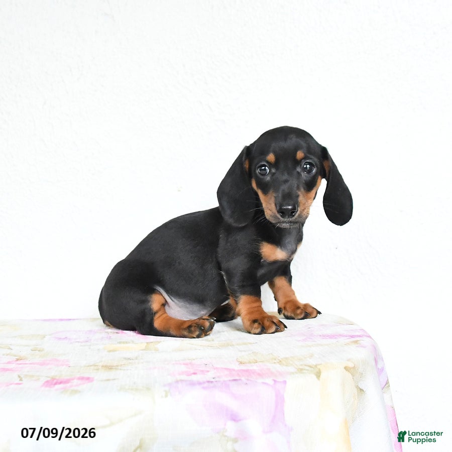 Miniature Dachshund dogs Reggie - Ad 1