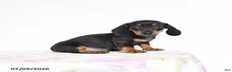 Miniature Dachshund dogs for sale: Reggie - Ad 1