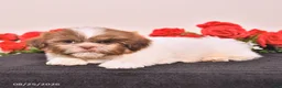 Shih Tzu dogs for sale: Kermit - Ad 3