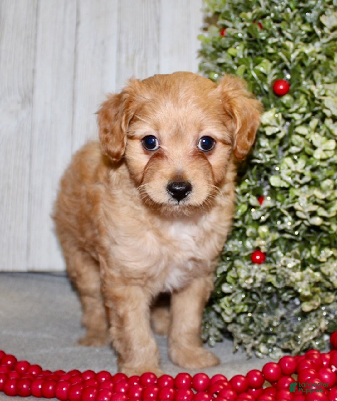 Cavapoo dogs for sale: Sarah - Ad 3