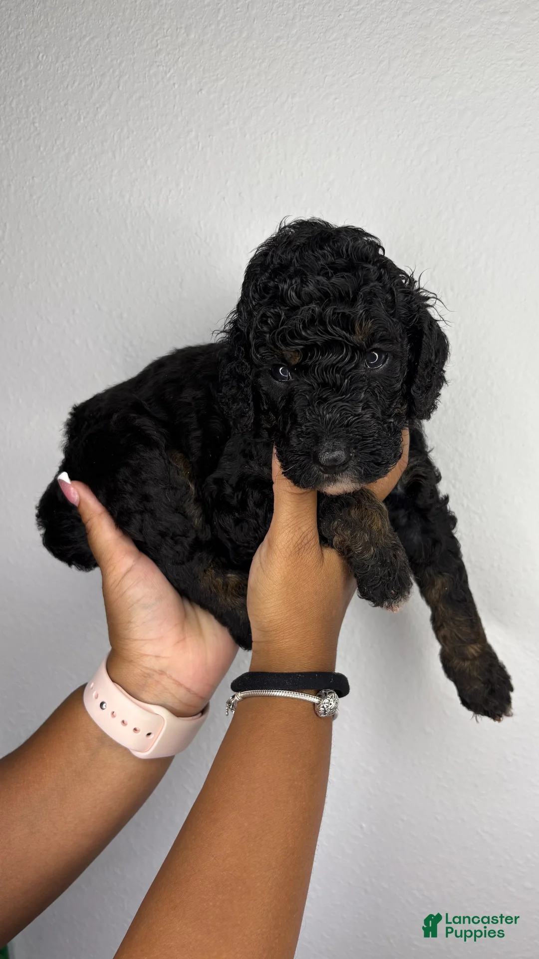 Standard Poodle dogs for sale: Venom  - Ad 1
