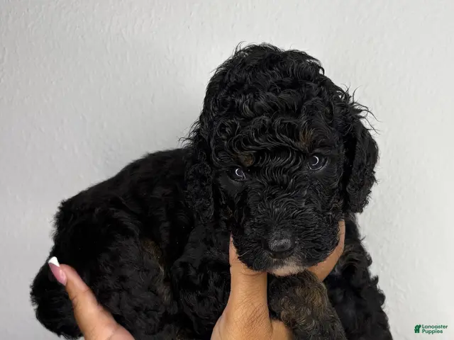 Standard Poodle dogs for sale: Venom - Ad 12