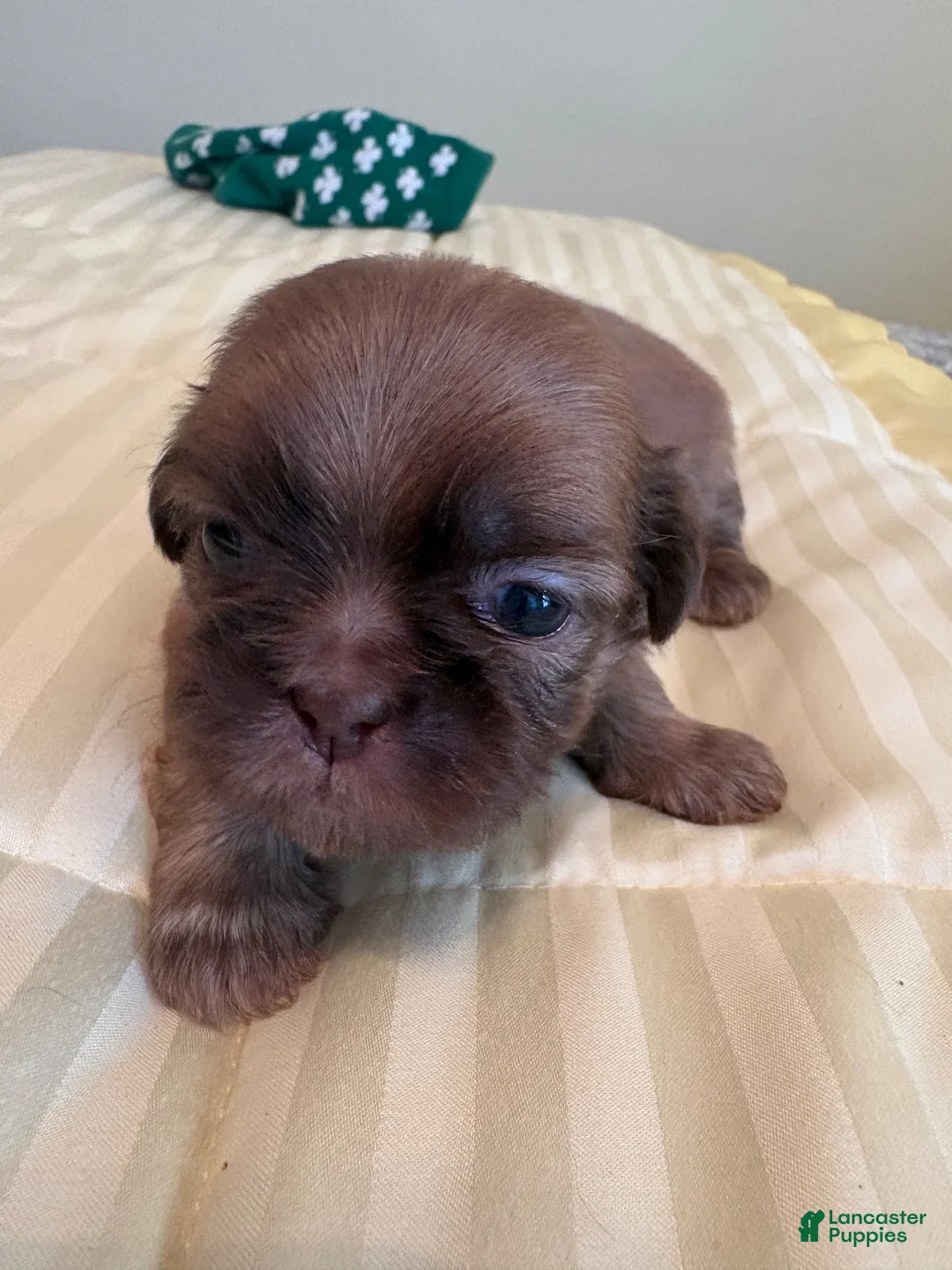 Shih Tzu dogs for sale: Wynona - Ad 2