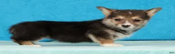 Welsh Corgi Pembroke dogs for sale: Black Gold - Ad 4