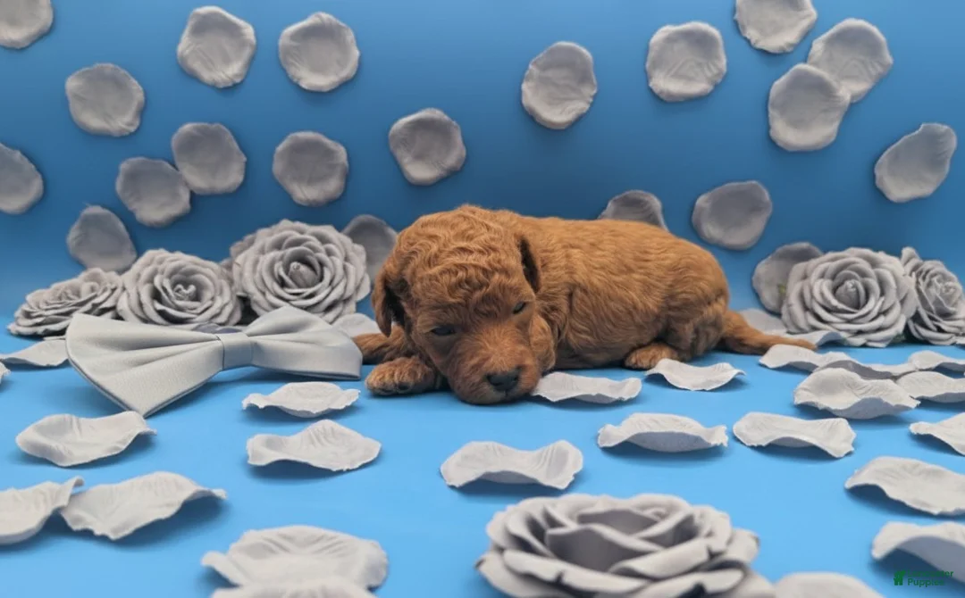 Toy Poodle dogs for sale: Rusty 🩶 - Ad 13