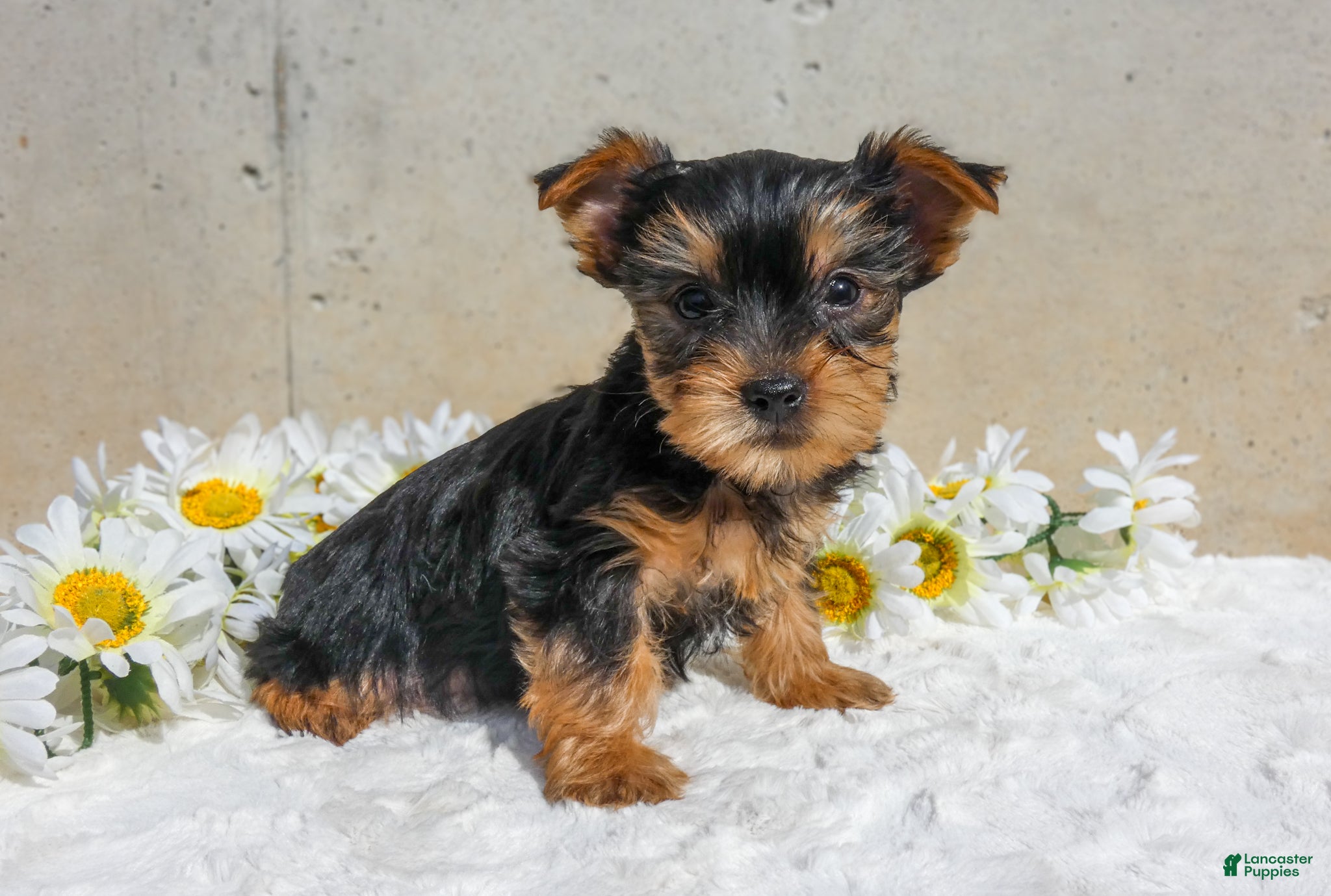 Yorkshire Terrier dogs Jax - Ad 1