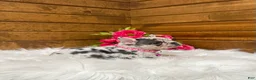 French Bulldog dogs for sale: Elsa - Ad 4