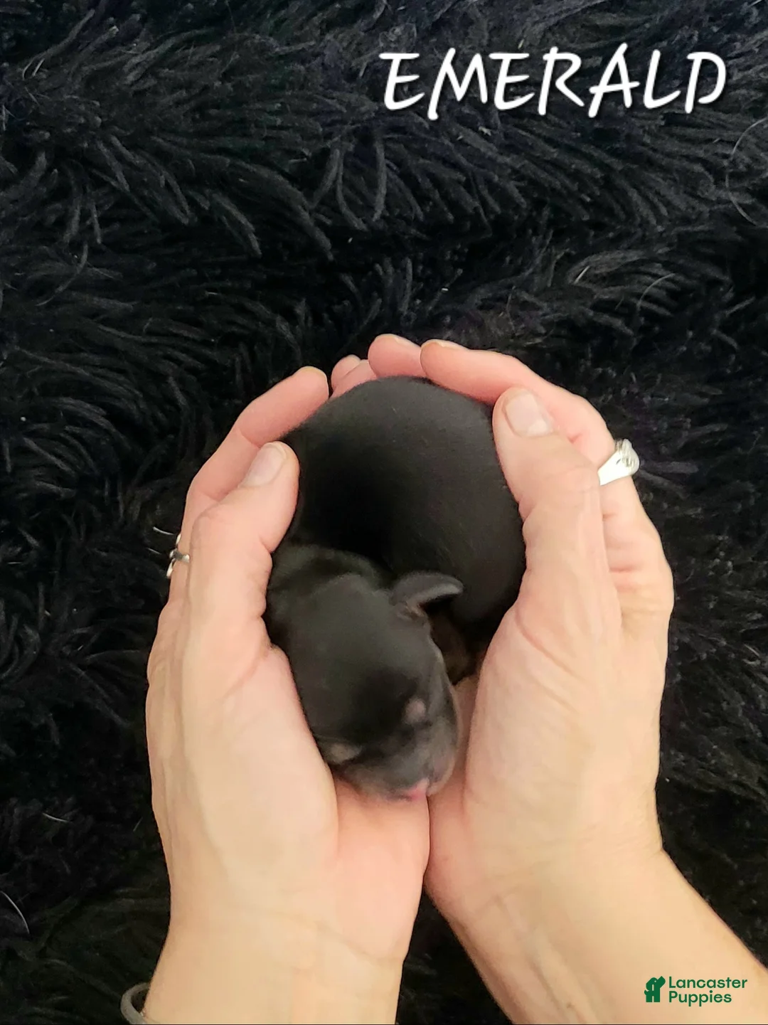 Miniature Dachshund dogs for sale: Emerald - Ad 2