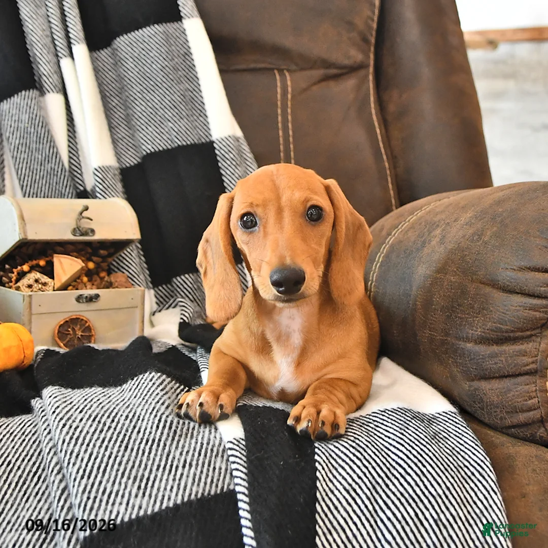 Miniature Dachshund dogs for sale: Hunter - Ad 1