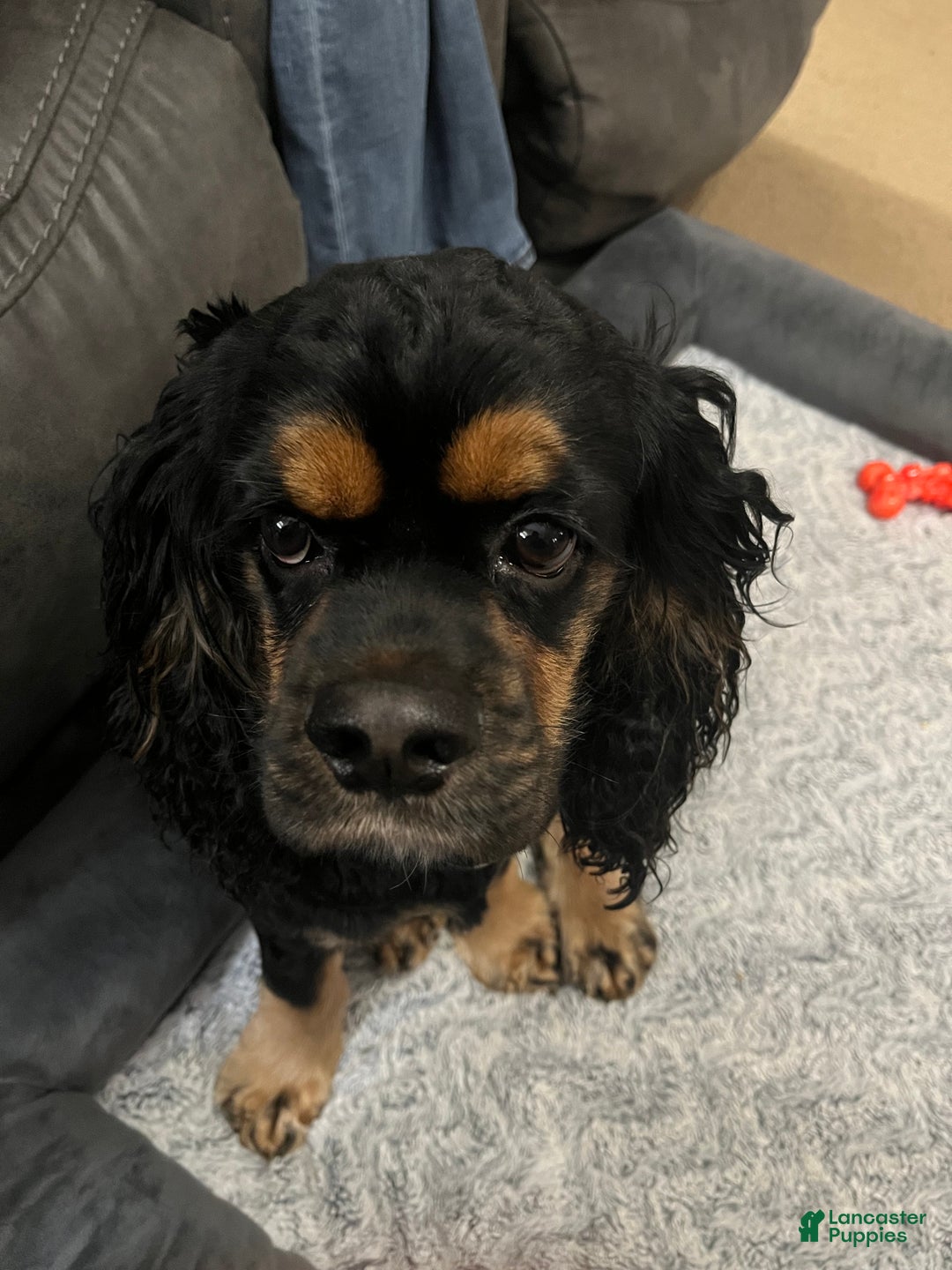 Cocker Spaniel dogs for sale: Fozzy  - Ad 8