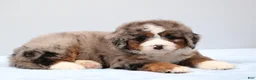 Mini Bernedoodle dogs for sale: Fido - Ad 12