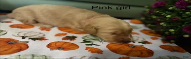 Pink girl