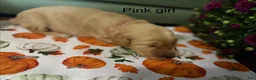 Golden Retriever dogs for sale: Pink girl - Ad 1