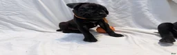 Cane Corso dogs for sale: Ketch AKC orange/teal collar - Ad 14