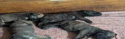 Bullmastiff dogs for sale: Bullmastiff Puppy 1 - Ad 1