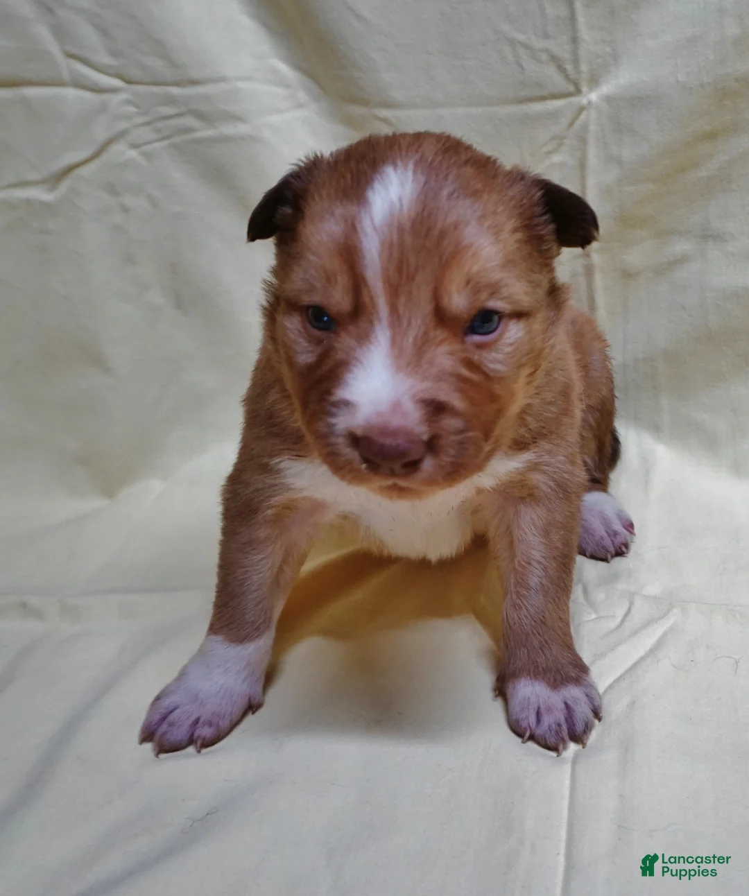 Border Collie dogs for sale: Braxton - Ad 4