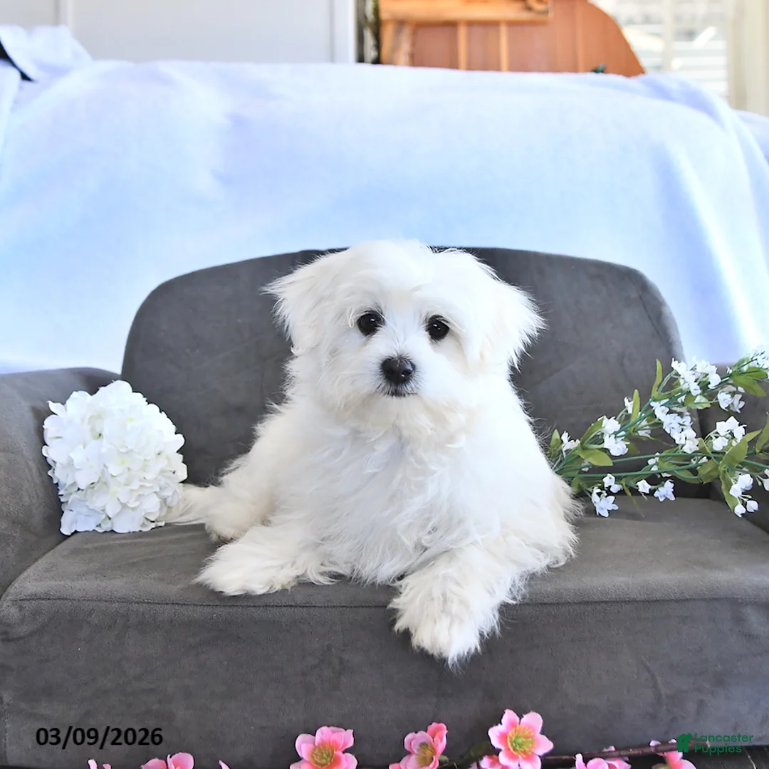 Maltese dogs for sale: Finn EXTRA SMALL - Ad 1