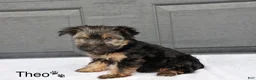 Yorkshire Terrier dogs for sale: Theo - Ad 3