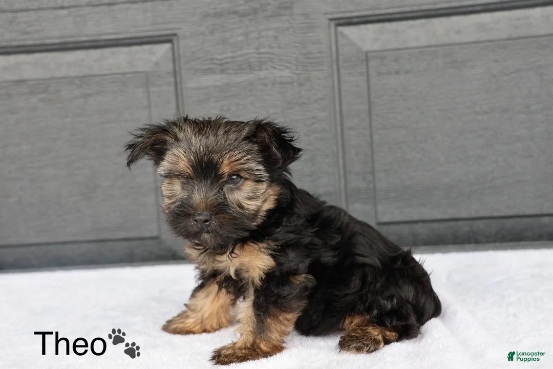 Yorkshire Terrier dogs for sale: Theo - Ad 3