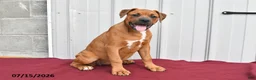 Mixed Breed dogs for sale: Betsy - Ad 4