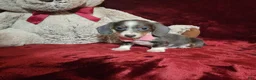 Miniature Dachshund dogs for sale: BLUEBERRY - Ad 3