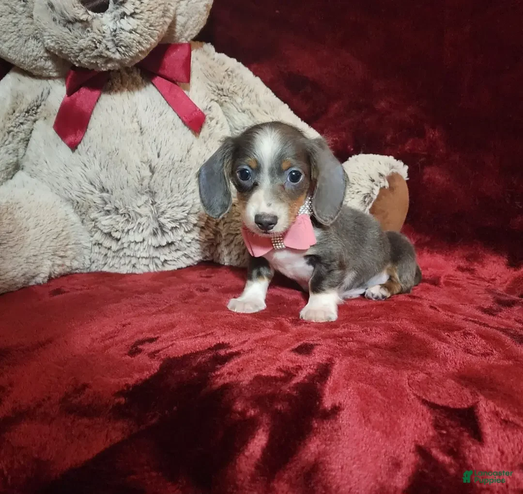 Miniature Dachshund dogs for sale: BLUEBERRY - Ad 3