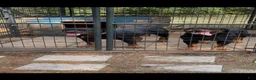 Rottweiler dogs for sale:  1 - Ad 3