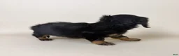 Miniature Dachshund dogs for sale: Dolly  - Ad 7