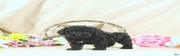 Miniature Poodle dogs for sale: Earl - Ad 11