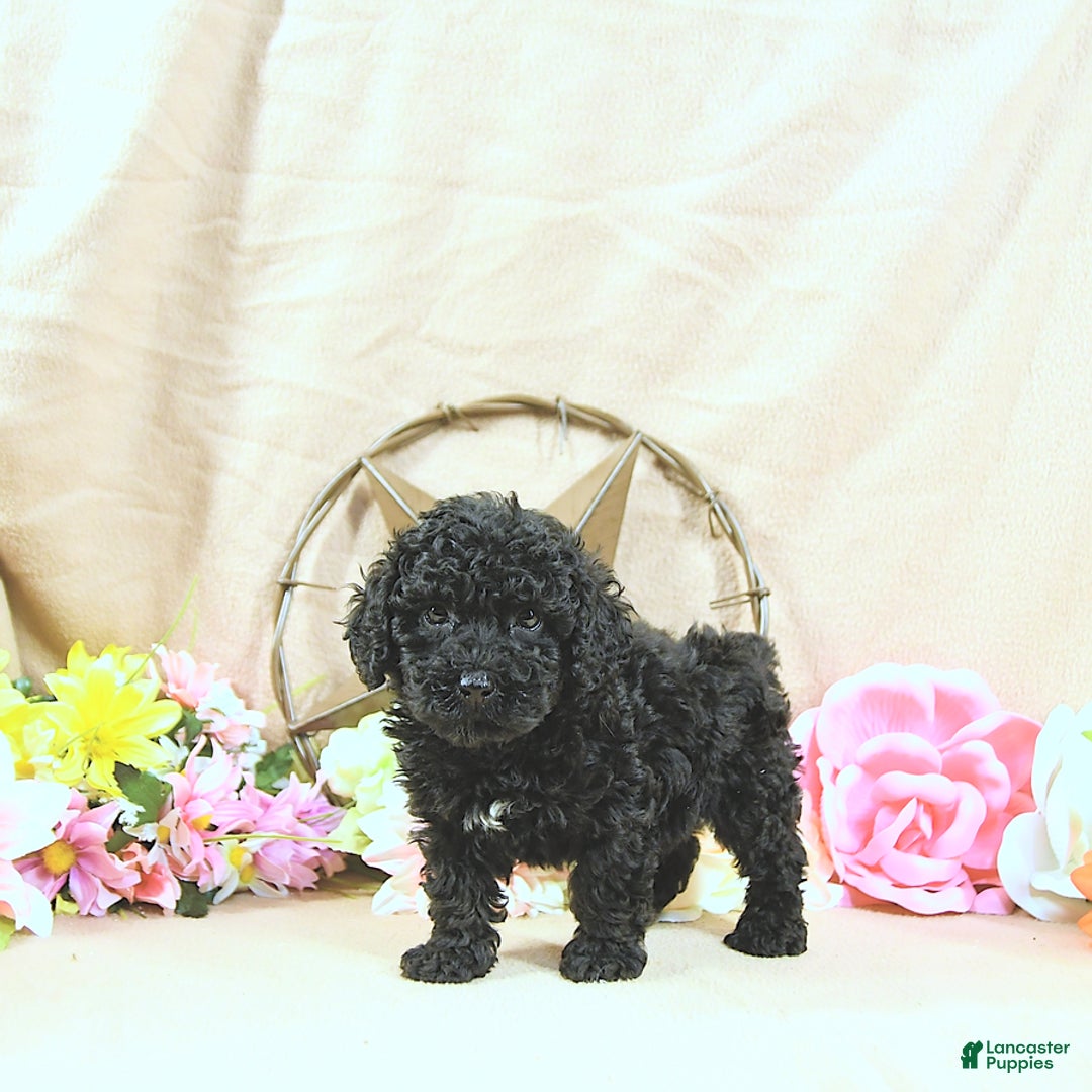 Miniature Poodle dogs for sale: Earl - Ad 11