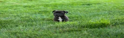 Staffordshire Bull Terrier dogs for sale: Moxie 💖 - Ad 7
