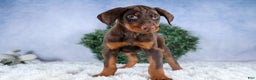 Doberman Pinscher dogs for sale: TOBY - Ad 11