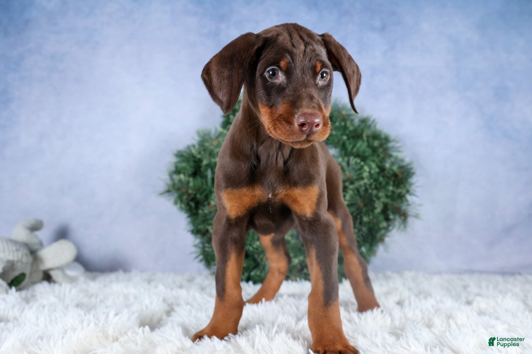 Doberman Pinscher dogs for sale: TOBY - Ad 11