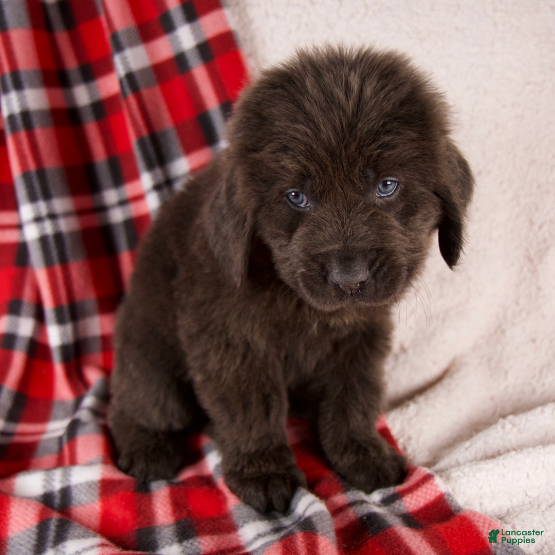 Newfoundland dogs for sale: Honey - Ad 6