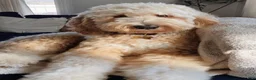 Goldendoodle dogs for sale: Goldendoodle 5 - Ad 6